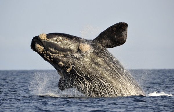 La ballena franca austral es el ejemplar mÃ¡s caracterÃ­stico del mar argentino. Foto: Reuters